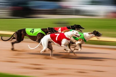 Illustration dogs - Image 1