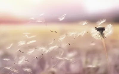 Illustration fluffy - Image 1