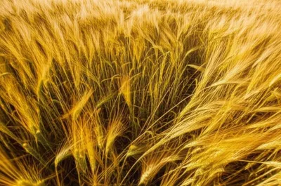 Illustration flaw - Image 1