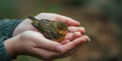 Illustration recovering - Image 1