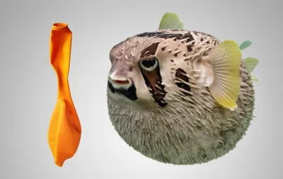 Illustration huffed - Image 1