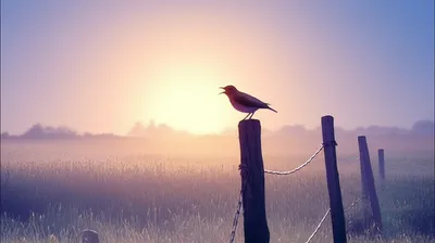 Illustration mornings - Image 1