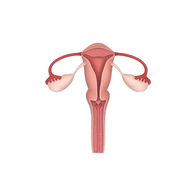 Illustration fanny - Image 1