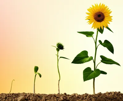 Illustration lengthen - Image 1