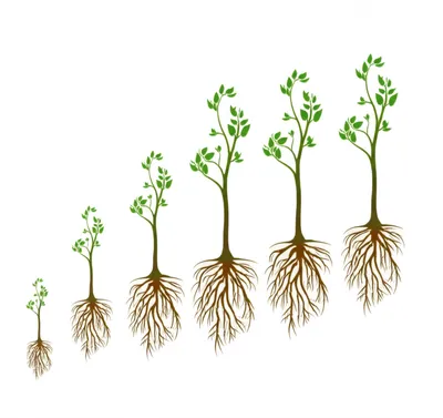 Illustration propagate