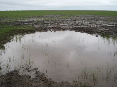 Illustration ponded - Image 1