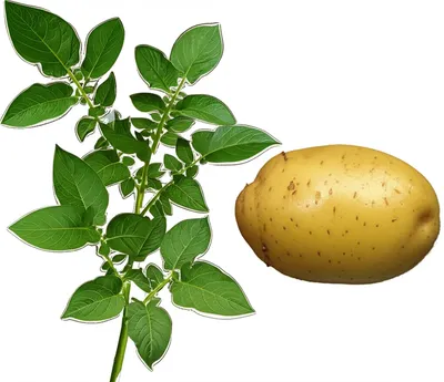 Illustration potato