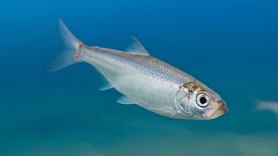 Illustration sill - Image 1