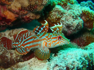 Illustration dragonets - Image 1