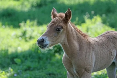 Illustration whinny - Image 1