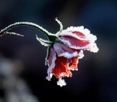 Illustration frozen - Image 1