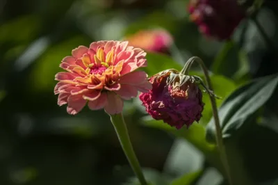 Illustration predeceases