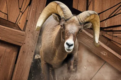 Illustration rams - Image 1