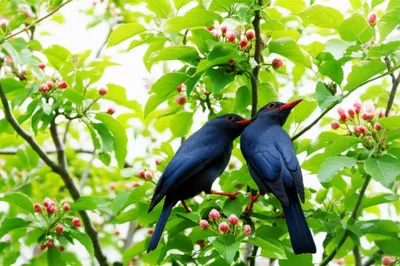 Illustration mating - Image 1