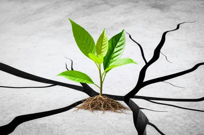 Hình ảnh minh họa establishes - Ảnh 1