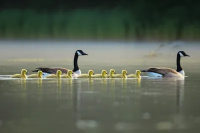 Illustration parades - Image 1