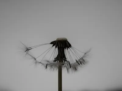 Illustration damn - Image 1