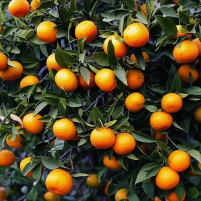 Illustration tangerines - Image 1