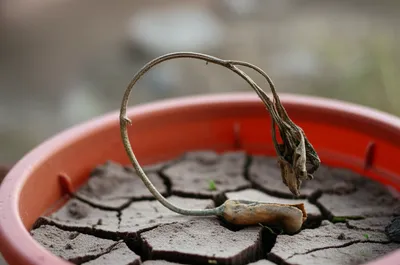 Illustration miscarrying - Image 1