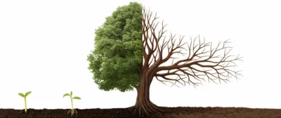 Illustration lifespans