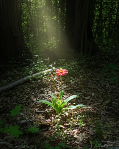 Illustration accidentals - Image 1