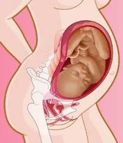 Illustration crown - Image 2