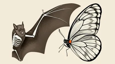 Illustration analogues - Image 1