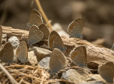 Illustration grayling - Image 1