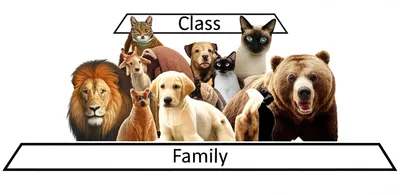 Illustration order - Image 1