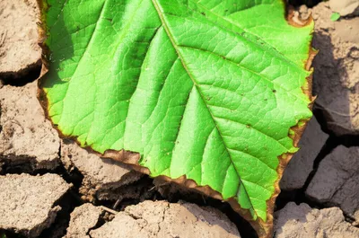 Illustration withered