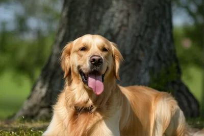 Illustration lolling - Image 1