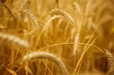 Illustration ails - Image 1