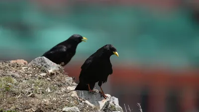 Illustration chough - Image 2