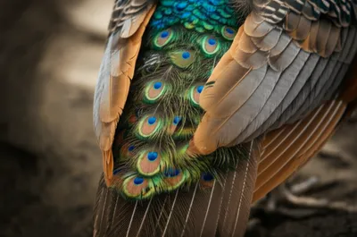 Illustration tailfeathers