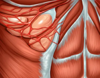 Illustration dissect - Image 1