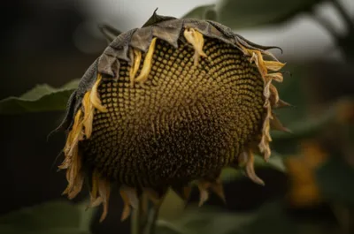 Illustration drooping - Image 1