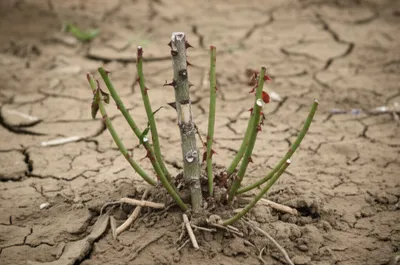 Illustration suckered - Image 1