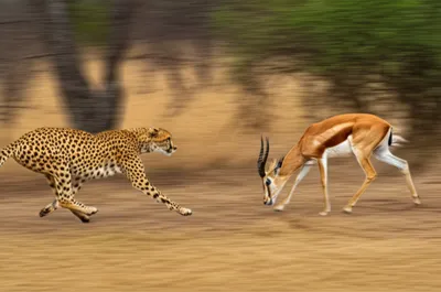 Illustration chevy - Image 1