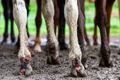 Illustration scratches - Image 1