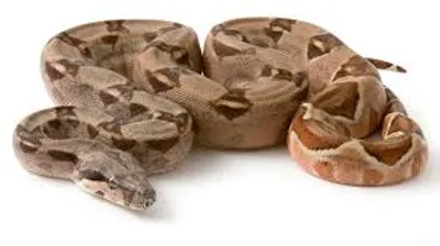 Illustration boa - Image 2