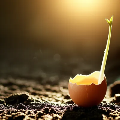 Illustration egg - Image 1