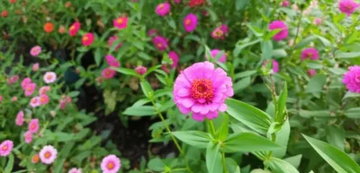 Illustration irrelevance