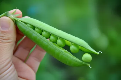 Illustration pod - Image 1