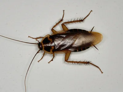 Illustration cockroach