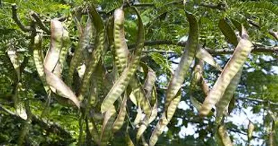 Illustration locust - Image 2