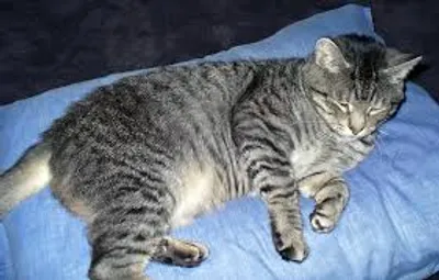 Illustration tomcat - Image 2