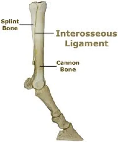 Illustration splint - Image 2