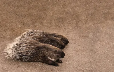 Illustration porcupines