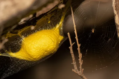 Illustration weaved - Image 1