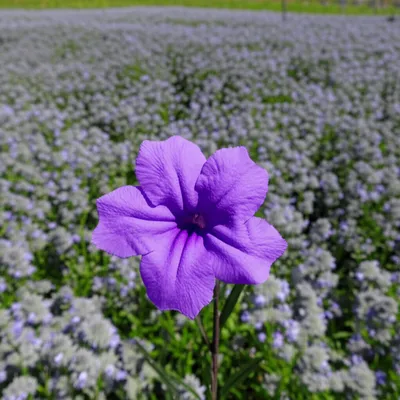 Illustration heretical - Image 1